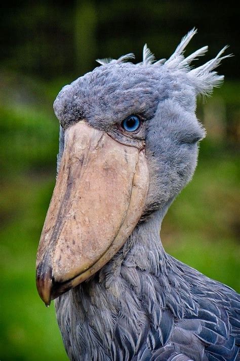 Shoebill by Patrick Weinhold / 500px | Animaux insolites, Animaux, Bec ...