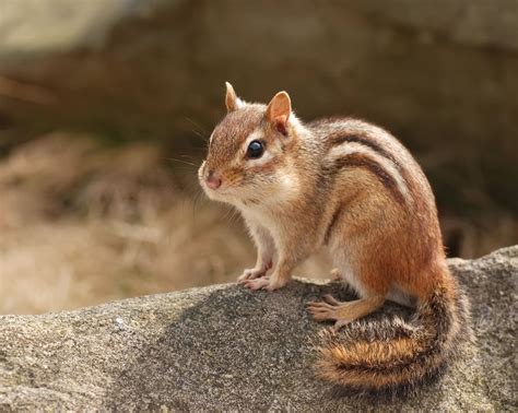 Chipmunks Animals | Facts & Latest Pictures | The Wildlife