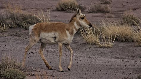 Wildlife in the Painted Desert, Arizona | From Wikipedia, th… | Flickr ...