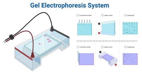 Gel Electrophoresis System- Apparatus, Parts, Types, Examples ...