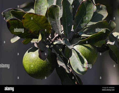 Pouteria lucuma fruit, seen at Huaca Pucllana site. On Friday, 25 March ...