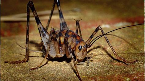 Exotic spider-like crickets now common in Piedmont Triad homes | myfox8.com