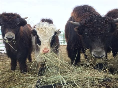 Yakzz: Rudkin Yak Ranch is a yak farm located in Fort Collins, Colorado ...