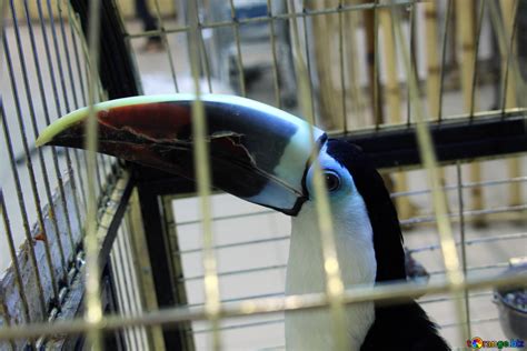 Toucan in cage free image - № 10838