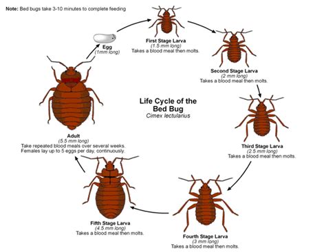 Giant Water Bug Life Cycle | myideasbedroom.com