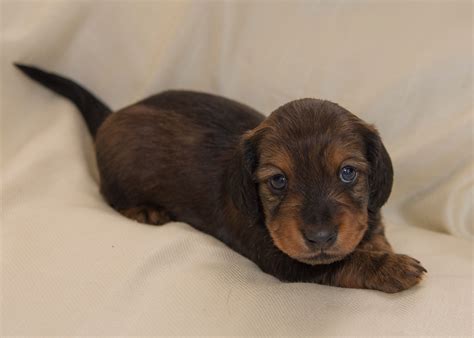 Miniature Long Haired Dachshund Puppies for Sale - Dikerdachs