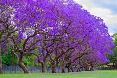 25 Blue Jacaranda Tree Seeds jacaranda Mimosifolia - Etsy | Bonsai ...