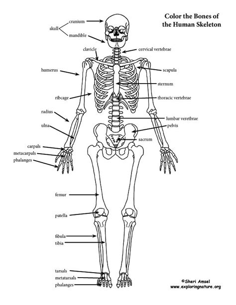 Skeleton Coloring Page Anatomy