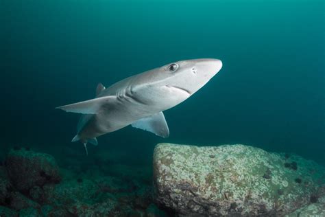 Spiny Dogfish - Oceana