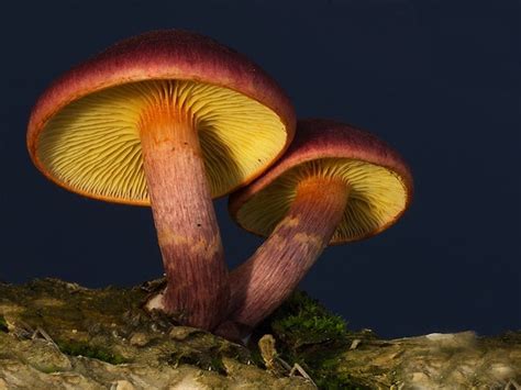 Shroomery - Gymnopilus purpuratus