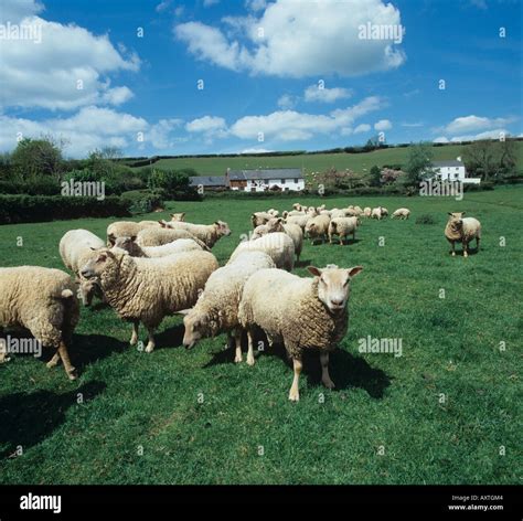 Charollais ewes on good pasture on a fine late spring day Stock Photo ...