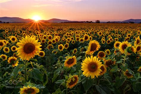 Sunflower Sunset by Timothy Eberly / 500px