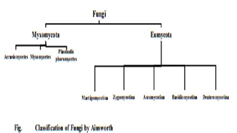 Classification of Fungi