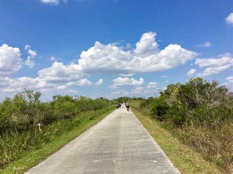 Everglades National Park: Biking the Shark Valley Trail - Coastlines to ...