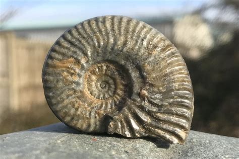 Interpreting ammonite fossils – Deposits