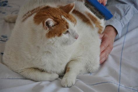 Celebrity fat cat Meow dies of heart failure | Fox News