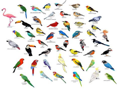 Endangered Species Of Birds And Their Names