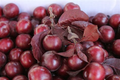 What are the Facts About Cherry Plums? – NutraWiki