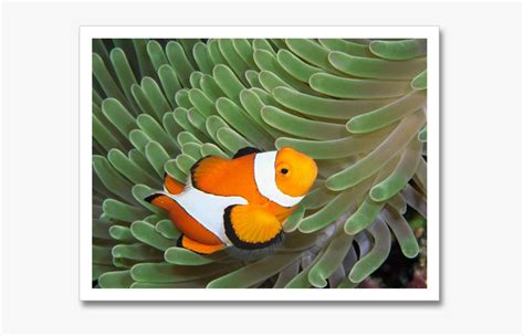 Clown Fish Habitat Map, HD Png Download - kindpng