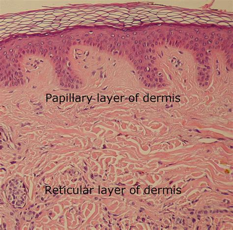 Dermis - Papillary layer of dermis | the dynamic natural skin care