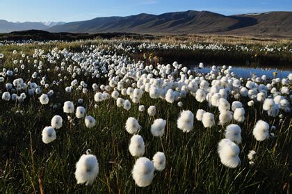 Tundra - Ben & Annabelle: Biomes of the world