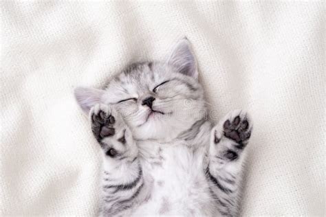 Cute Funny Striped Scottish Fold Kitten Sleeping Lying on Back White ...