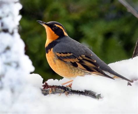 The Varied Thrush: The Colorful Voice of the Northwest