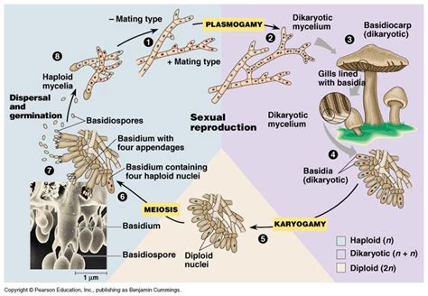 fungi life cycle explained - Nedra Blaine