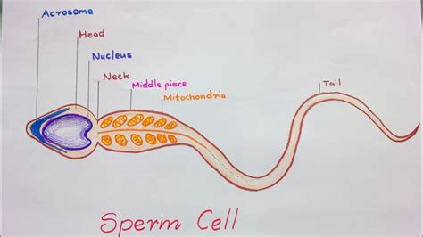 How to draw Sperm Cell || Study of Human Spermatozoon - YouTube