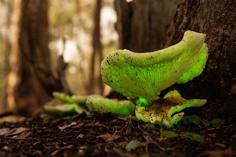 Some of the bioluminescent mushrooms found in the Chiltern forest ...