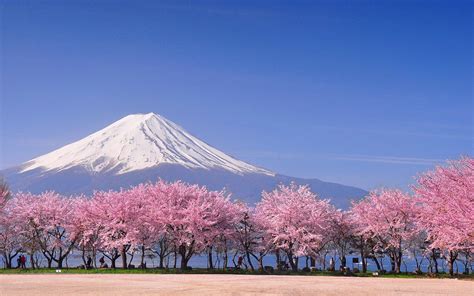 The 50 Best Places to Travel in 2022 | Cherry blossom japan, Mount fuji ...