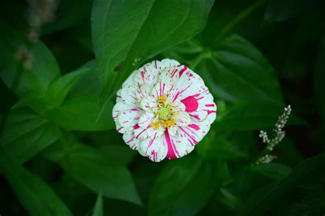 3 Important Facts About The Candy Cane Zinnia - Minneopa Orchards