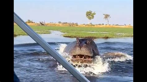 Angry hippo chases people riding motorboat in viral video, ‘scary’ says ...