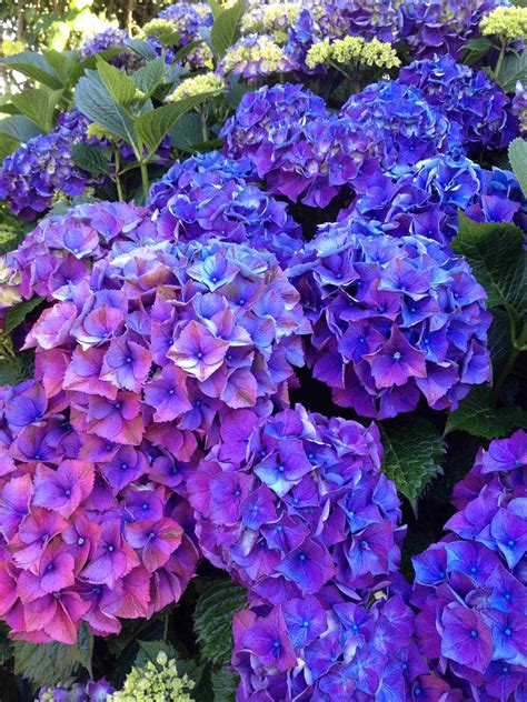 Hydrangea | Flowers, Plants, Purple reign