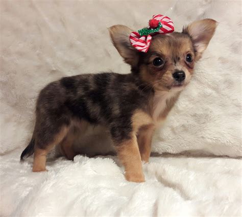 Chihuahua Puppies For Sale | Naples, FL #175204 | Petzlover