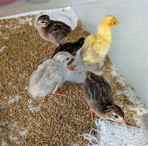 Guinea Fowl Chicks