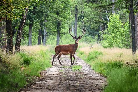 Over 80% of Europe's natural habitats in poor or bad condition | The Star