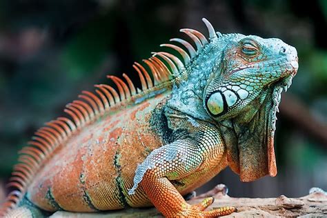 Types of Lizards - WorldAtlas.com