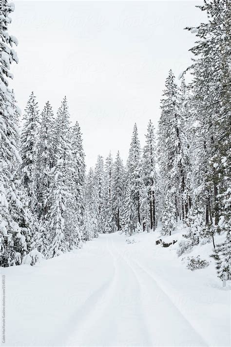 "Fresh Snow On Trees" by Stocksy Contributor "Caleb Gaskins" - Stocksy