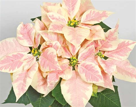 Tips For Poinsettia Production - Greenhouse Grower