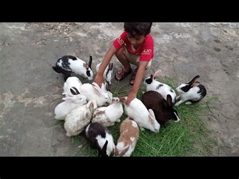 Feeding my rabbits - YouTube