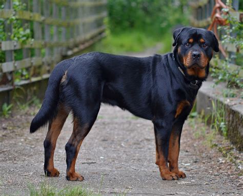 What Is The Biggest Breed Of Rottweiler - Plabor