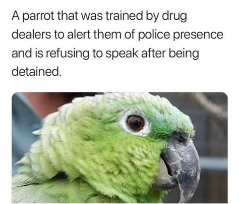 The best parrot memes :) Memedroid