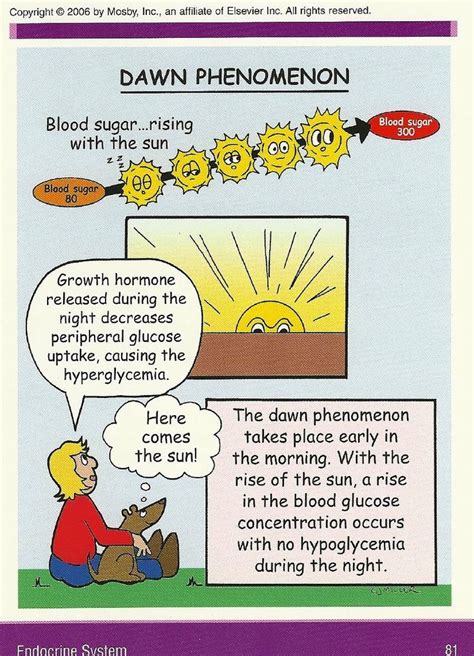 Somogyi Effect and Dawn Phenomenon | Nursessity