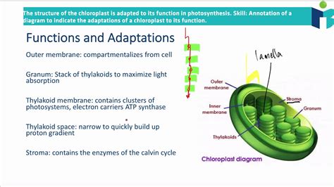 Chloroplast Structure and Function (8.3.4 IB BIOLOGY HL) - YouTube