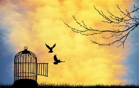 Bird Set Free From Cage