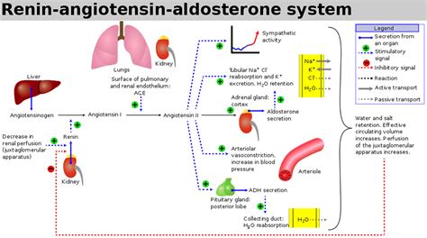 Aldosterone hormone function, production, causes of high or low aldosterone