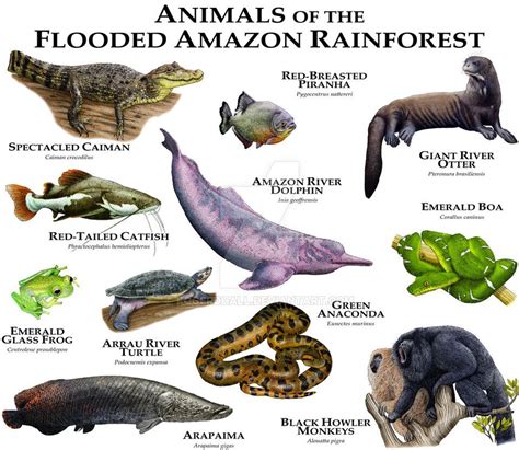 Facts About Animals In The Amazon Rainforest