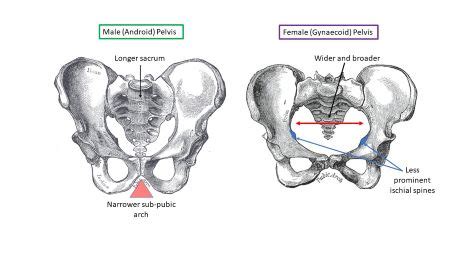 Male Vs Female Pelvis Differences Anatomy Of Skeleton, 55% OFF