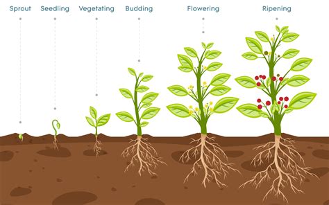 What Are The Different Stages Of Human Growth - Design Talk